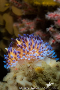 A gasflame nudibranch brings even more colour to the beau... by Kate Jonker 